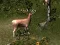 თამაში Sniper Hunting Deadly Animal ონლაინ
