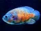 თამაში Tiger Fish Jigsaw ონლაინ