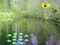 თამაში Sunlight Forest Adventure ონლაინ