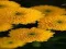 თამაში Chrysanthemums Jigsaw ონლაინ