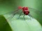 თამაში Dragon Fly Jigsaw ონლაინ