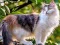 თამაში Rotate Puzzle - Cats and Dogs ონლაინ