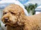 თამაში Labradoodle Jigsaw ონლაინ