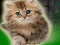 თამაში Couple Kitten Escape ონლაინ