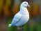 თამაში Realistic Pigeon Rescue ონლაინ