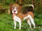 თამაში Flower Garden Dog Escape ონლაინ