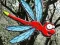 თამაში Escape From Dragonfly Forest ონლაინ