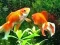 თამაში Blue Fish Escape ონლაინ