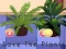 თამაში Save the Plants ონლაინ