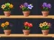 თამაში Good Flower Master ონლაინ