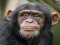 თამაში Chimpanzee Jigsaw ონლაინ