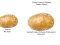 თამაში Potato Construct 2 Edition ონლაინ