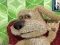 თამაში Talking Ben the Dog ონლაინ