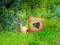 თამაში Return To Alsunga Forest ონლაინ