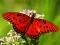 თამაში Nature Jigsaw Puzzle Butterfly ონლაინ