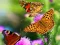 თამაში Butterfly Slide ონლაინ