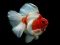 თამაში Gold Fish Jigsaw Puzzle ონლაინ