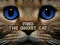 თამაში Find the Ghost Cat ონლაინ