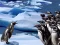 თამაში Penguins Slide ონლაინ