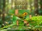 თამაში Birds Slide ონლაინ
