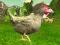 თამაში Chicken Shooter ონლაინ