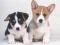 თამაში Cute Puppies Puzzle ონლაინ