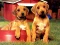 თამაში Puppy Pairs Puzzle ონლაინ