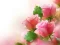 თამაში Pink Roses ონლაინ