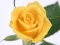 თამაში Yellow Roses ონლაინ