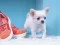 თამაში Lovely Puppy Puzzle ონლაინ