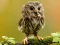 თამაში Animal Hidden Stars ონლაინ