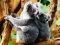 თამაში Cute Baby Koala Bear ონლაინ
