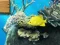 თამაში Big fish eats small ონლაინ