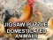 თამაში Jigsaw Puzzle Domesticated Animals ონლაინ