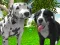 თამაში Dog Simulator 3d ონლაინ