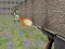თამაში Bullet Fire ონლაინ