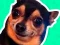 თამაში What meme dog are you ? ონლაინ