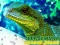 თამაში Chinese Water Dragon Jigsaw ონლაინ