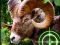 თამაში Crazy Goat Hunter 2020 ონლაინ