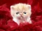 თამაში Funny Kitty ონლაინ