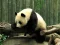 თამაში Pandas Puzzle ონლაინ