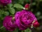 თამაში Purple Roses ონლაინ
