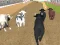 თამაში Angry Bull Racing ონლაინ