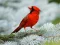 თამაში Birds Puzzle ონლაინ