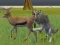 თამაში Wolf Life Simulator ონლაინ