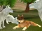 თამაში Wild Wolves Hunger Attack ონლაინ