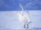 თამაში Graceful Swans ონლაინ