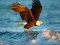 თამაში Animals Jigsaw Puzzle Eagle ონლაინ