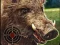 თამაში Boar Hunting Jigsaw ონლაინ