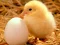 თამაში Lovable Little Creatures Puzzle ონლაინ